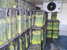 Load image into Gallery viewer, Wholesale Daffodils – Welsh Grown, boxes of 50, 75 or 100 Bunches