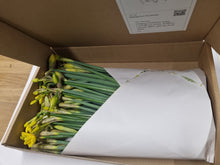 Load image into Gallery viewer, Mother's Day Welsh Daffodils Delivery