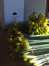 Load image into Gallery viewer, Wholesale Daffodil Boxes  50, 75 or 100 Bunches of 10 stems
