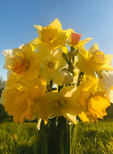 Load image into Gallery viewer, Mother's Day Welsh Daffodils Delivery