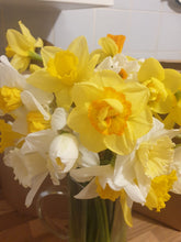 Load image into Gallery viewer, Mother&#39;s Day Welsh Daffodils Delivery
